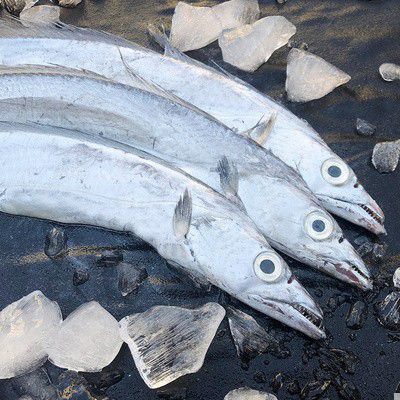 海捕深海野生新鲜带鱼鲜活水产