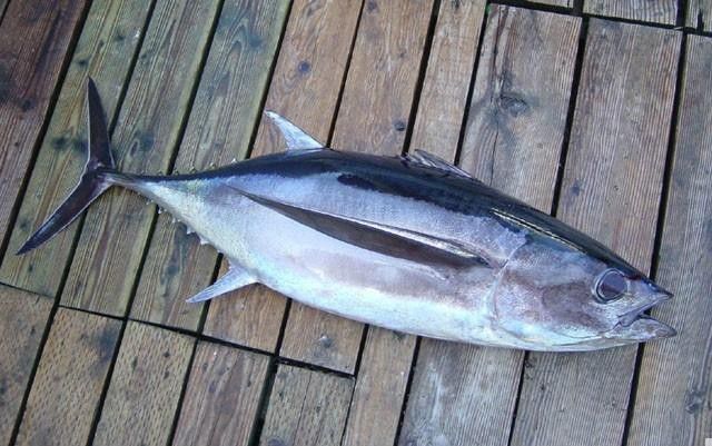 海捕长鳍金枪鱼速冻海鱼