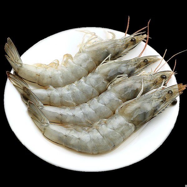 中白虾