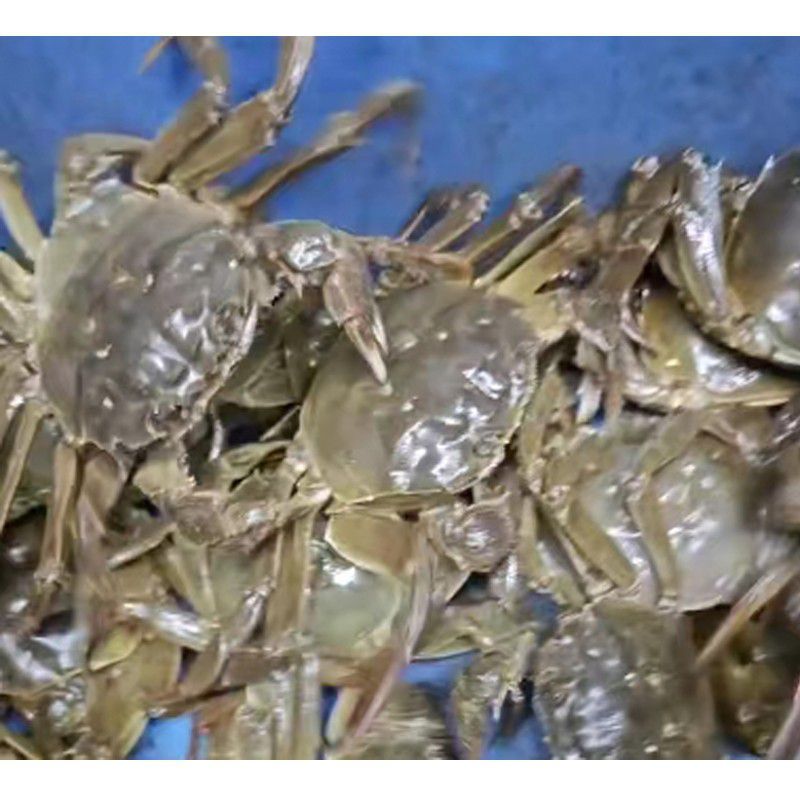 大闸蟹   母蟹   1.5两/只（6只装）